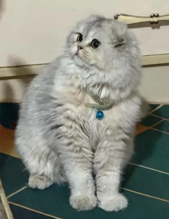 Scottish fold kittens available for sale