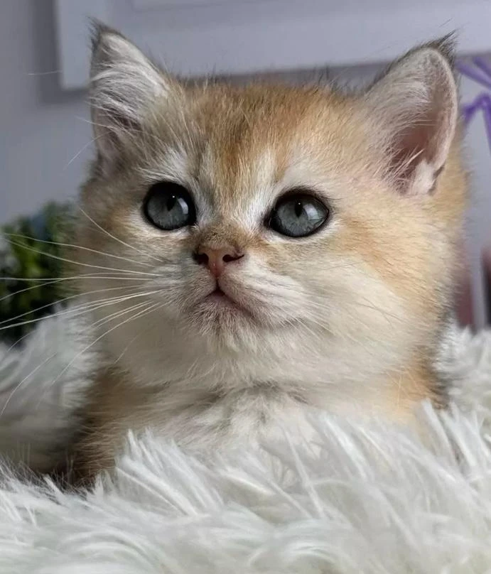 British Shorthair kittens available for sale