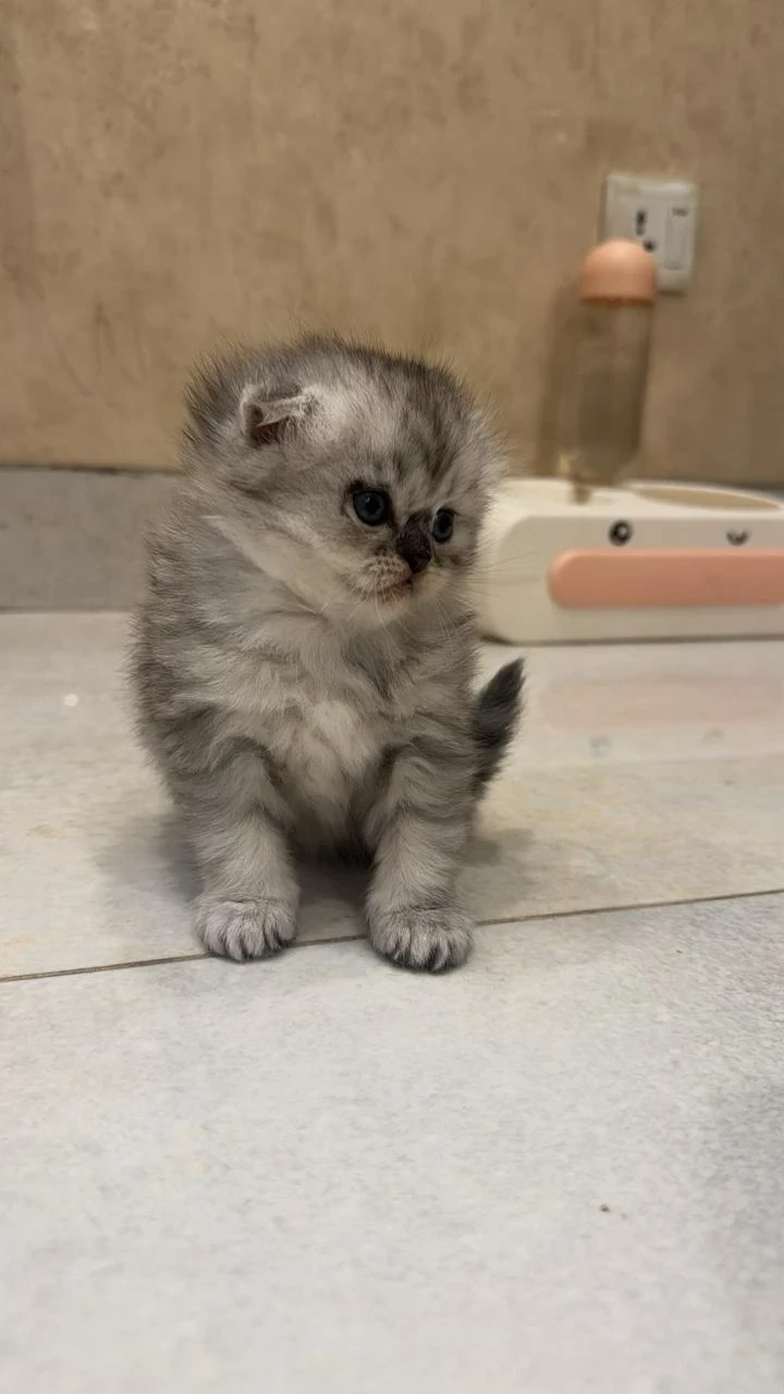 Scottish Fold kittens available for sale