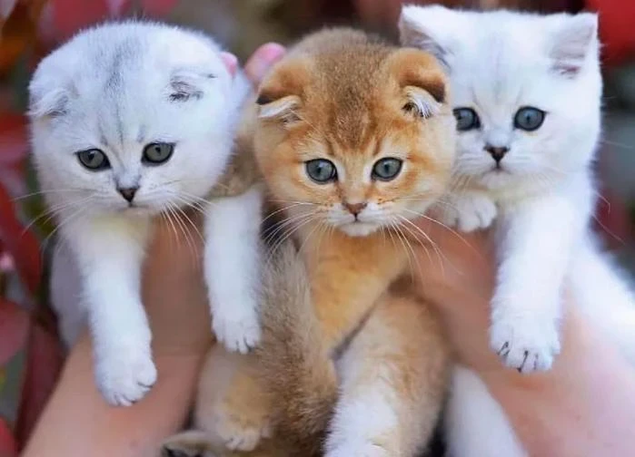 Scottish fold kittens available for sale
