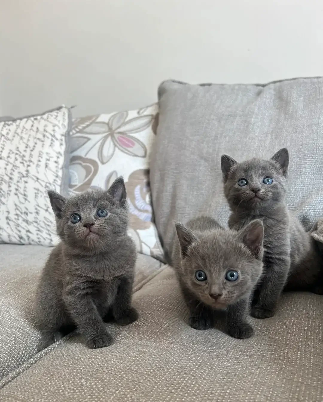 Purebred Russian blue kittens for sale