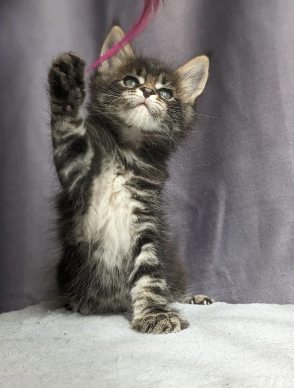 4 maine coon kittens ready NOW