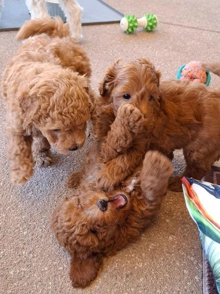 Toy poodle puppies available for sale