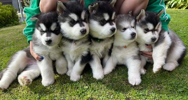 Pure-bred Alaskan Malamute Puppies For Sale