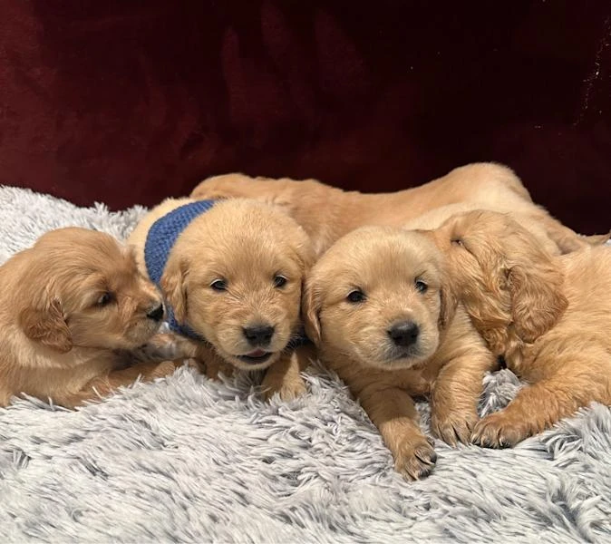 Golden retriever puppies for sale
