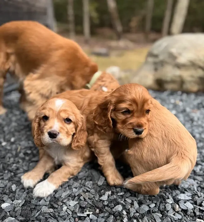 Full cocker spaniel puppies for sale