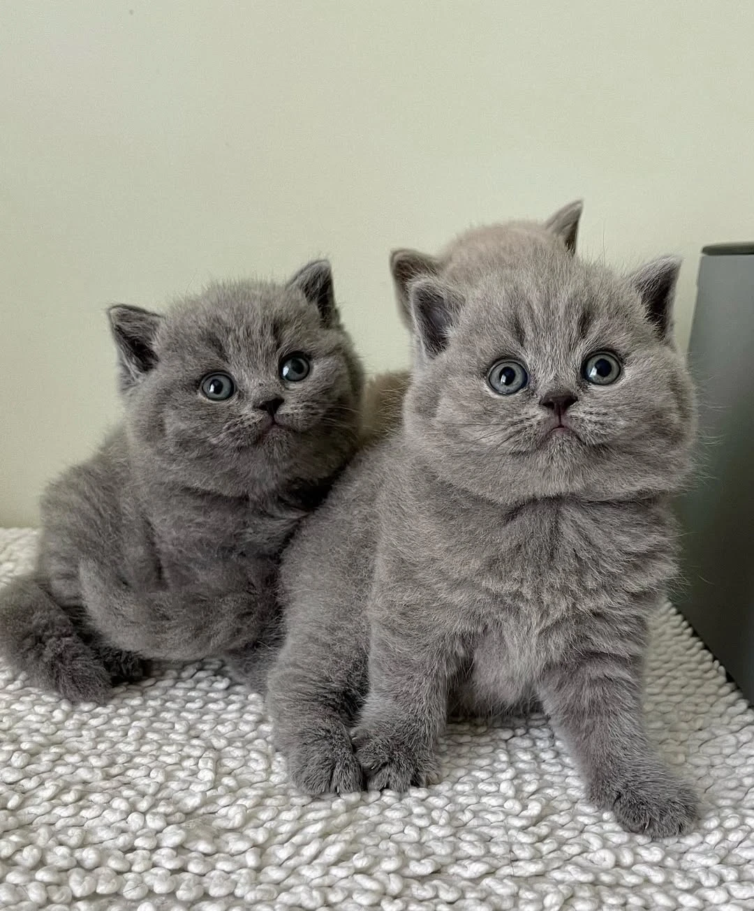 british shorthair kitten for sale