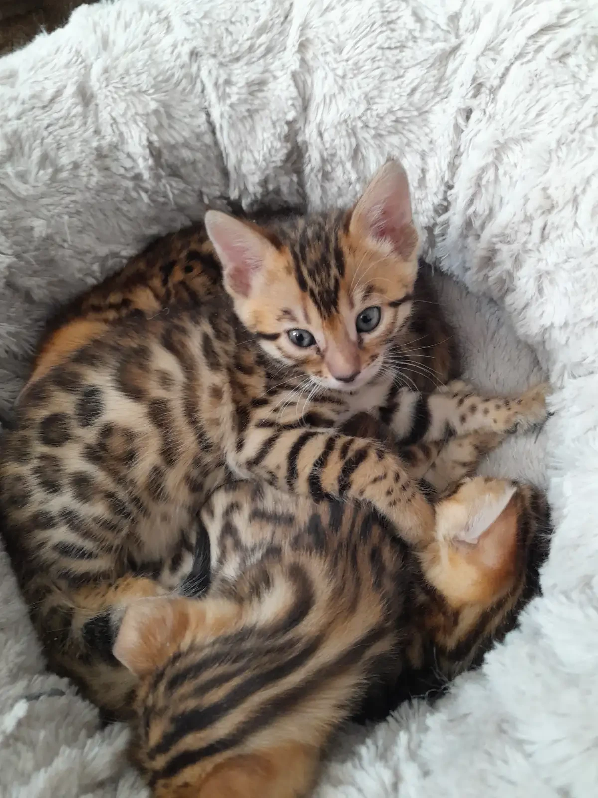 Bengal kittens for adoption sale